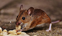 24 Hour & Emergency Exterminators in Devonia, TN